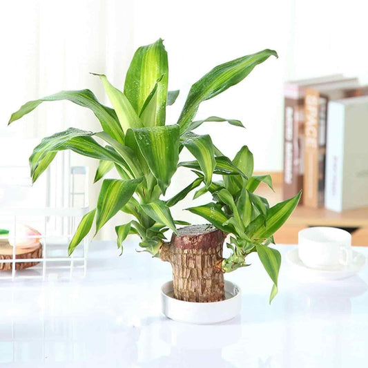 Brazilian Lucky Wood Potted Plant | Healthy Indoor Plant | Feng Shui Good Luck Plant for Living Room