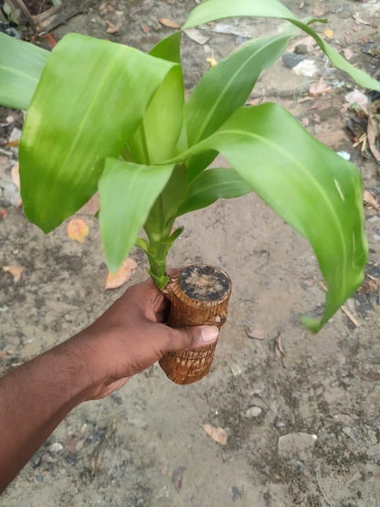 Brazilian Lucky Wood Potted Plant | Healthy Indoor Plant | Feng Shui Good Luck Plant for Living Room