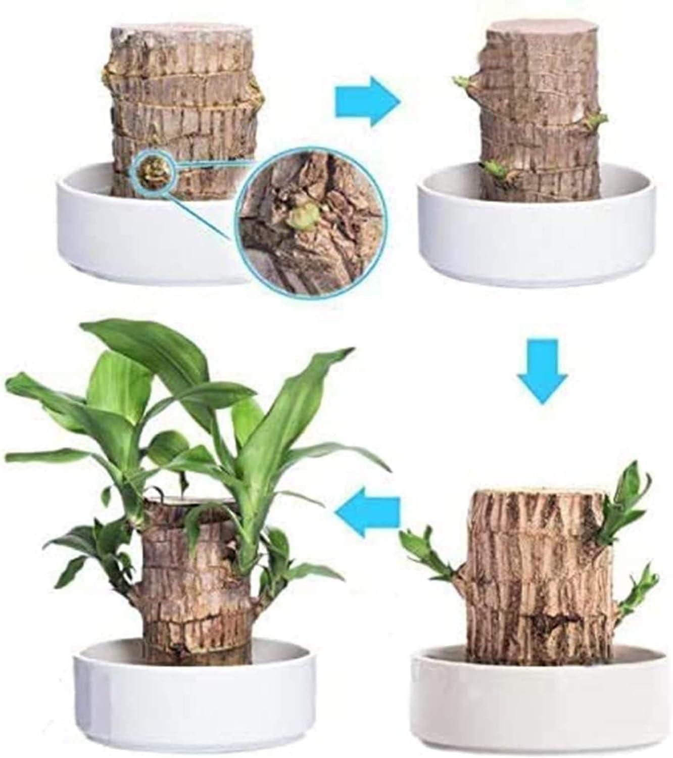 Brazilian Lucky Wood Potted Plant | Healthy Indoor Plant | Feng Shui Good Luck Plant for Living Room